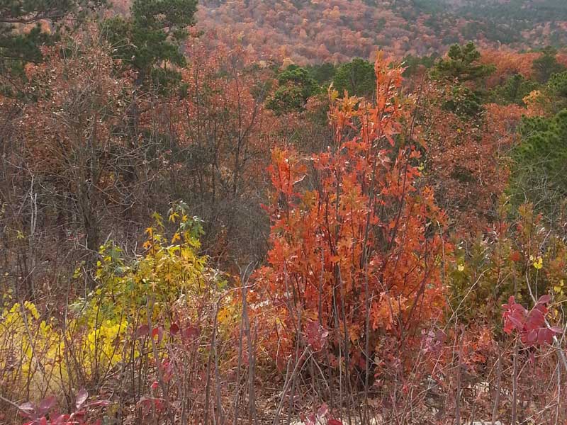 nrem-forestry-800x600