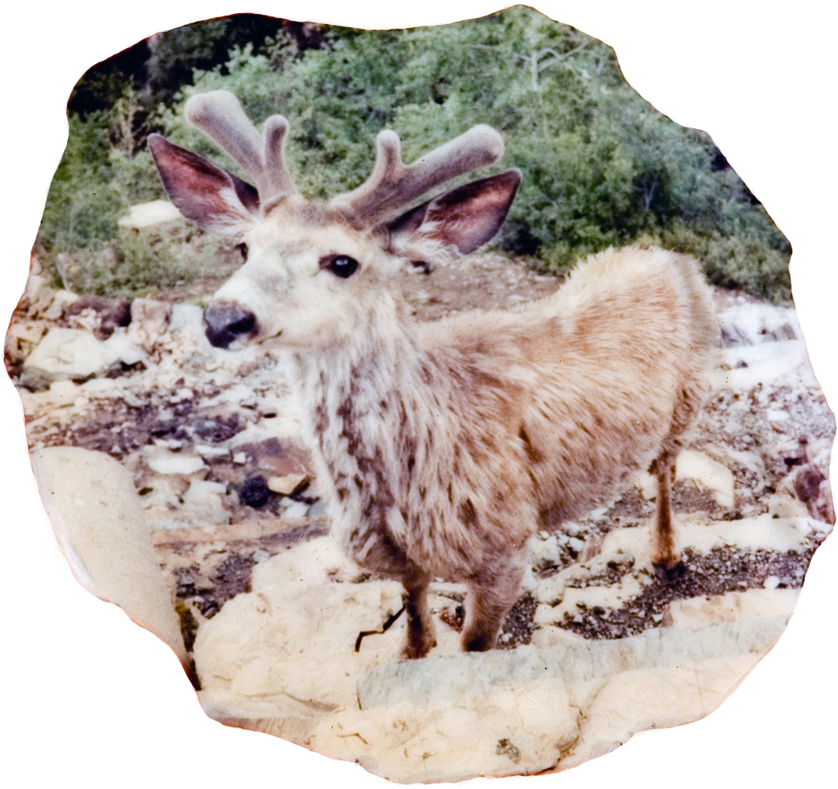 A deer standing on some rocks.