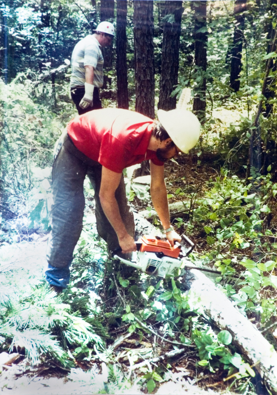Student cuts tree trunk as group works at the forestry jobsite.