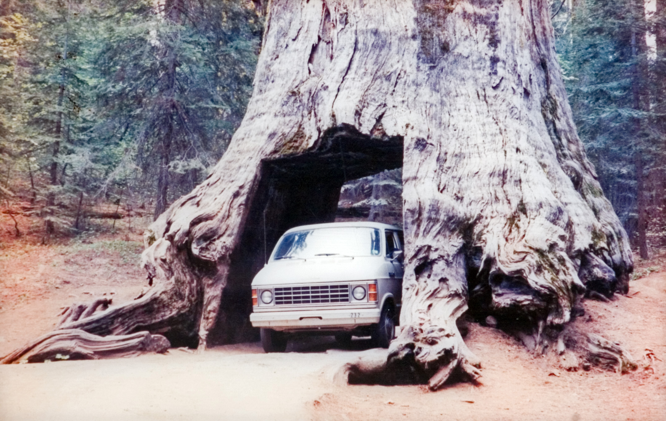 The university van makes its way through the hollowed out passage of a redwood tree.