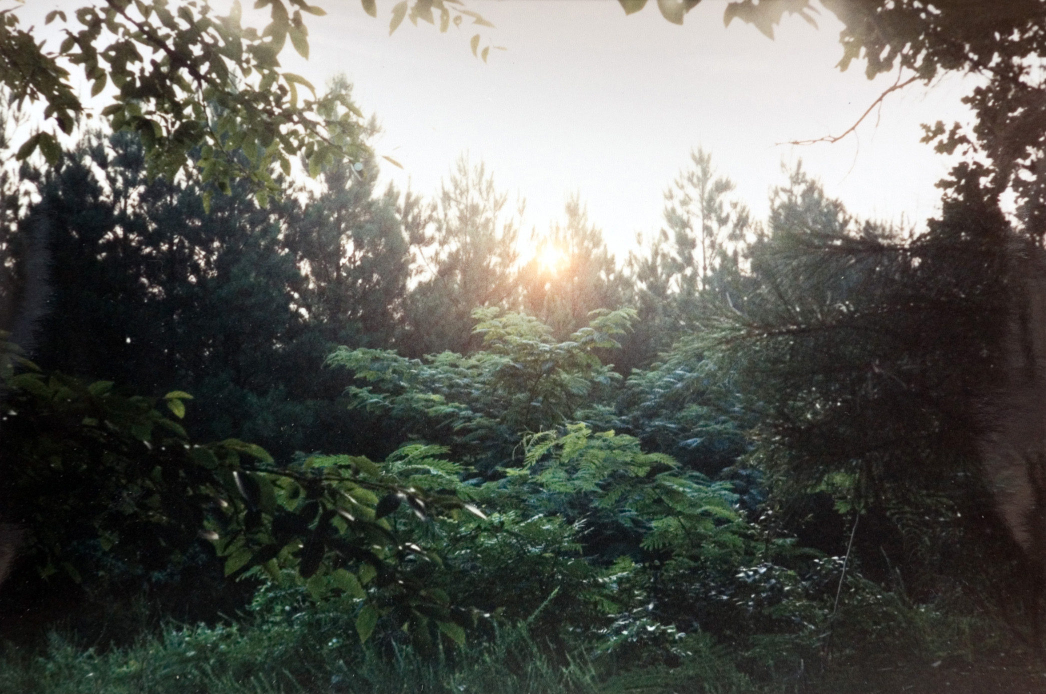 A scenic view of the forest as the sun shines over the tops of the trees. 