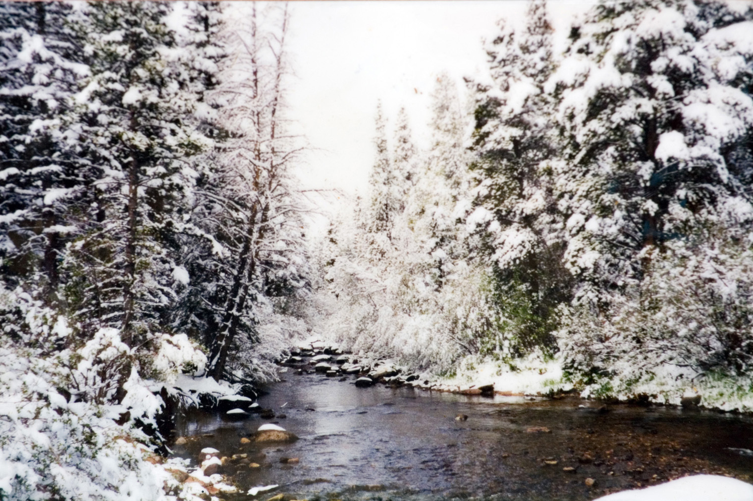 A scenic view of a stream of water that is nested between a forest covered in bright white snow.