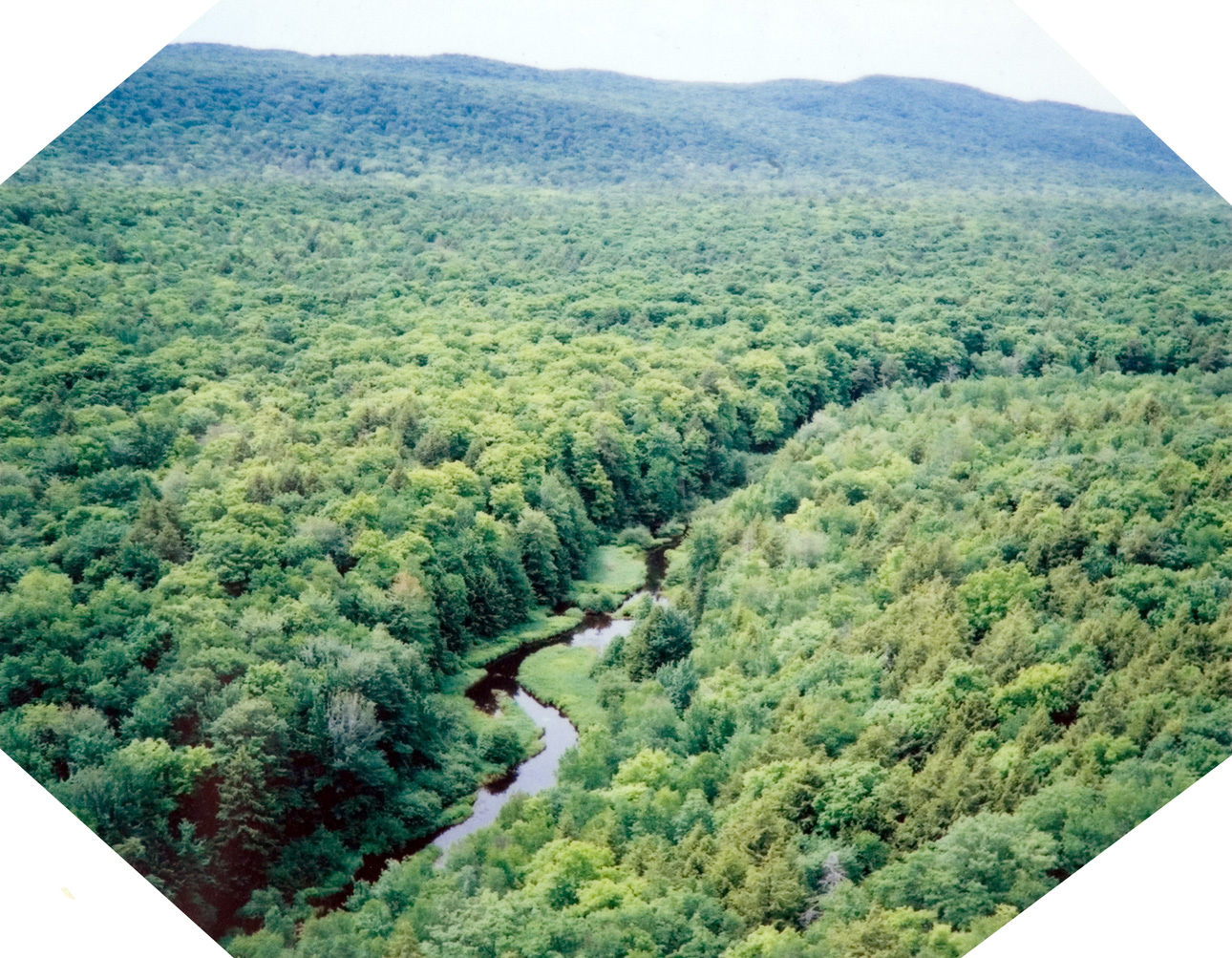 A panoramic view of a stream of water that is wavering through a dense forest.