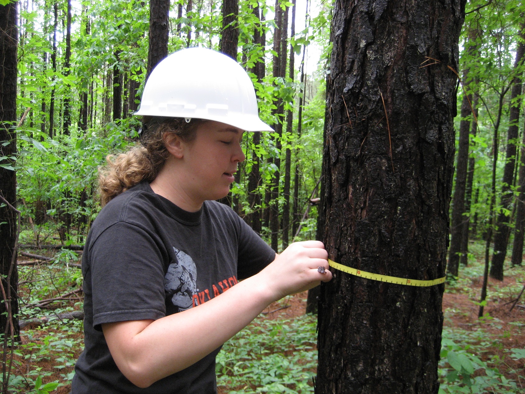 A student in a white hard had measuring tree trunk's diameter.
