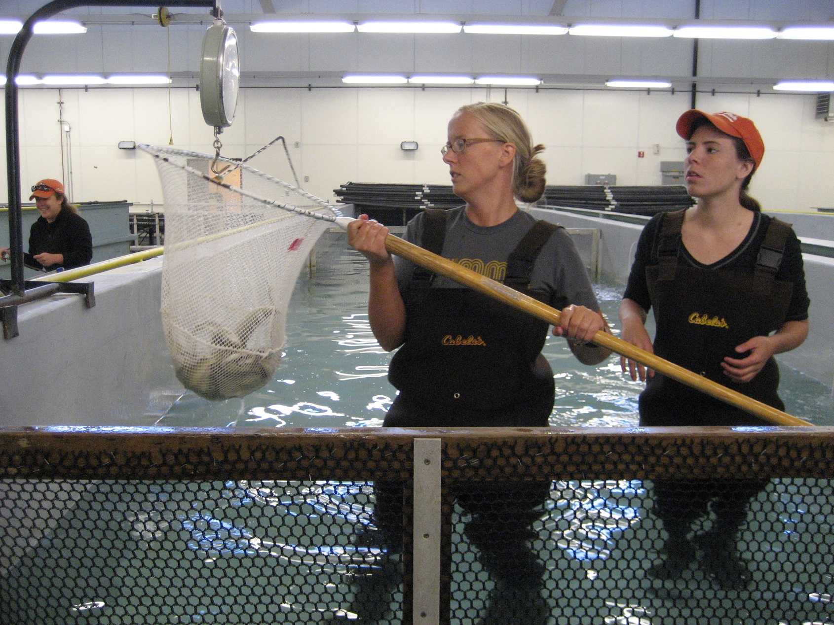 Two participants in an indoor tank in waders weighing fish in a net. 
