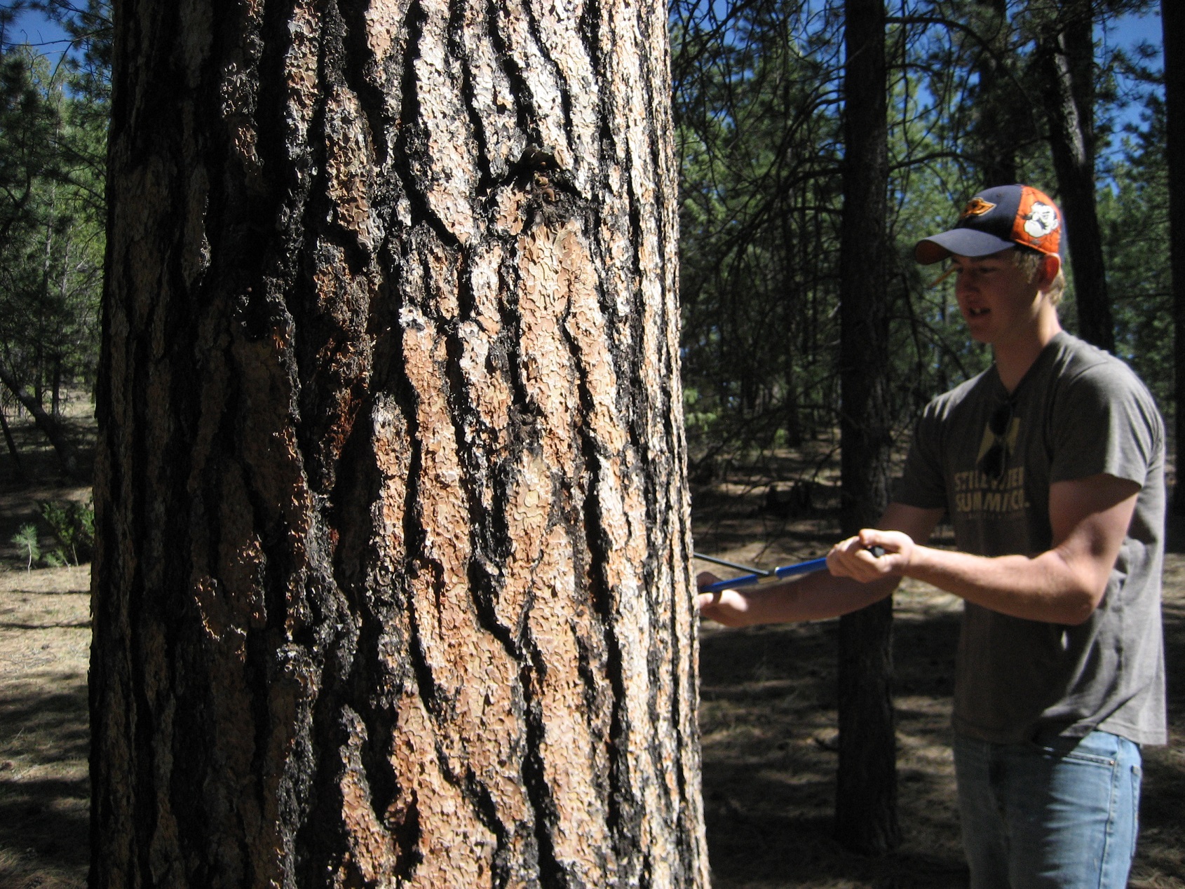 A student standing by a tree while creating a hole in the tree trunk. A student standing by a tree while creating a hole in the tree trunk.