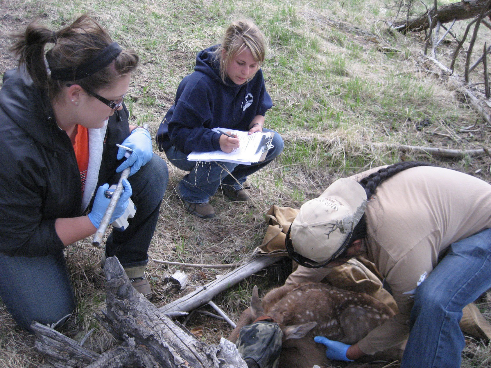 Three participants, holding tools and clipboards, working around a deer on the ground. Three participants, holding tools and clipboards, working around a deer on the ground.
