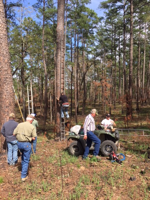 A group of people working in a forest on a for wheeler and on ladders climbing trees. 