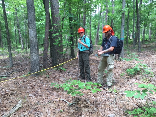 Two people in a forest, wearing hardhats, working and taking measurements. 