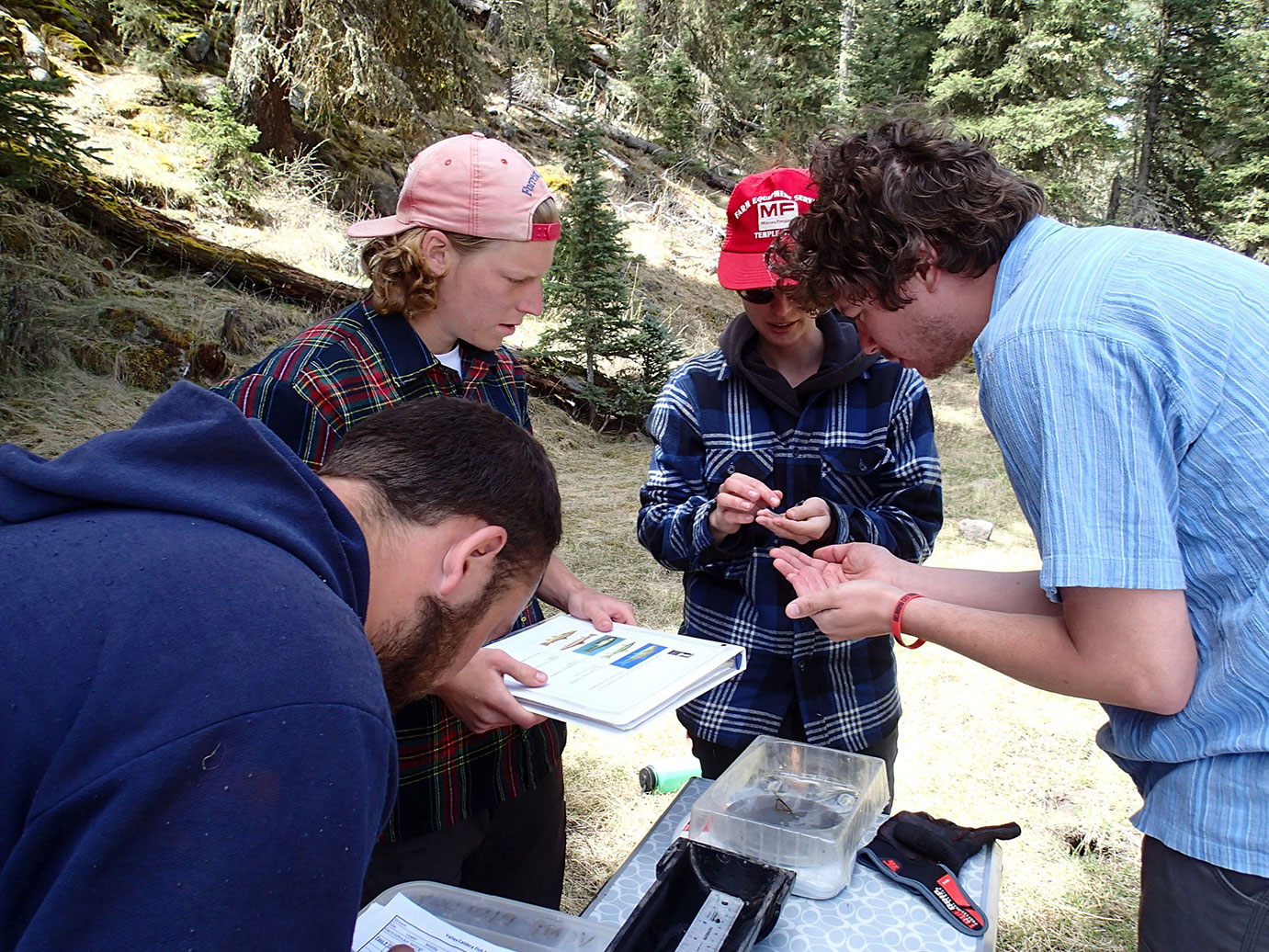 Four people collecting information in a forest with clipboards. 