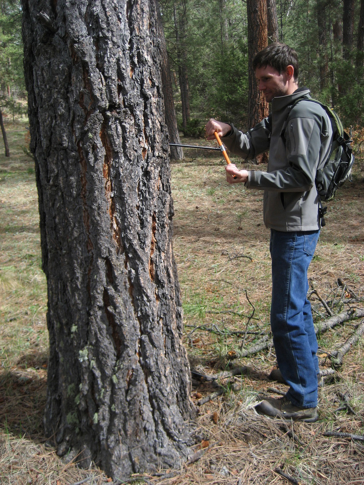 An individual gathering information by a tree in the forest. An individual gathering information by a tree in the forest.