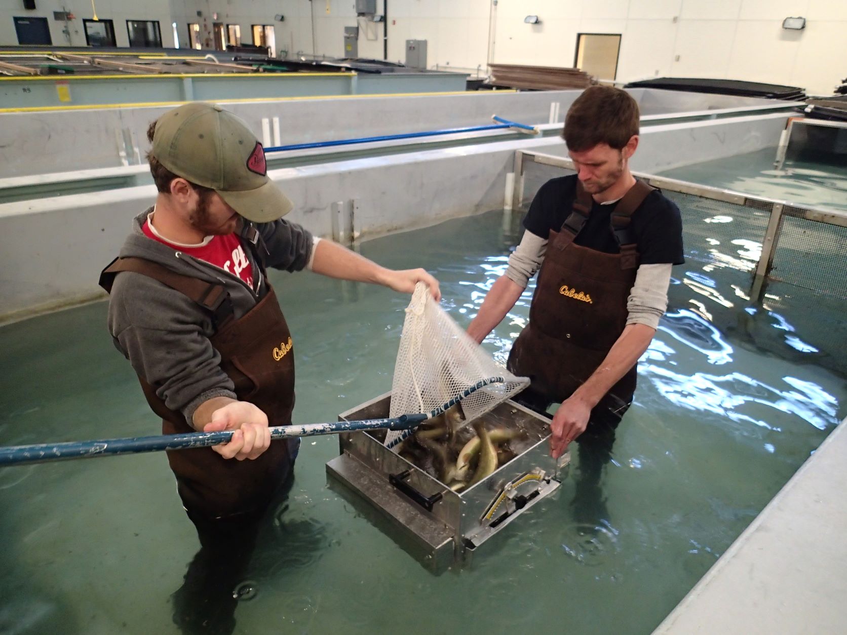 Two participants standing in a large tank handling fish in a box with a net. Two participants standing in a large tank handling fish in a box with a net.