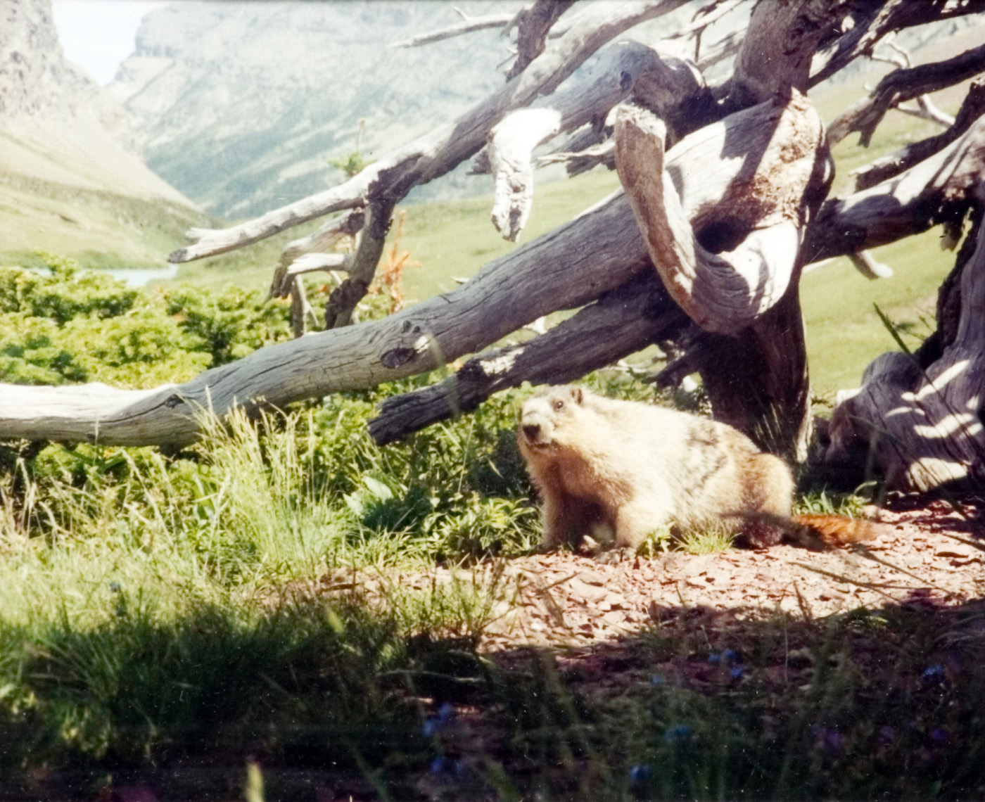 A brown colored beaver sitting under tree branches next to a bed of grass.