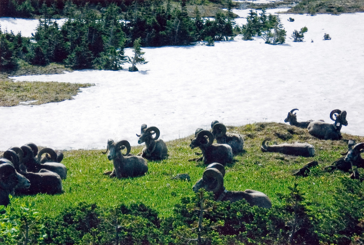 Rams gathered and resting on a hill with snow in the background.