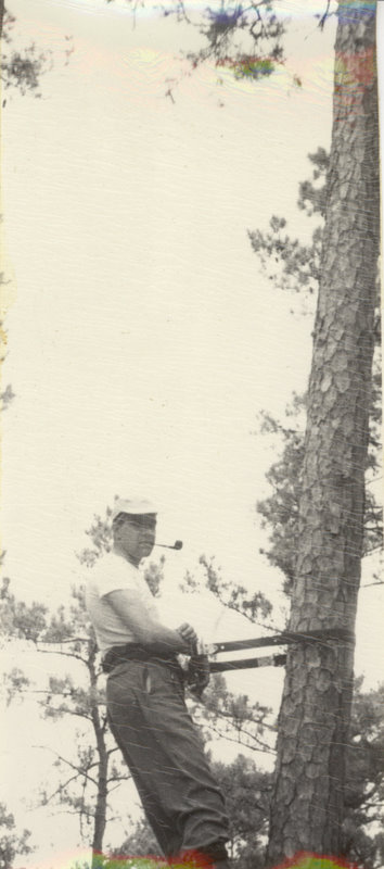 A person is strapped to a long, slender tree.