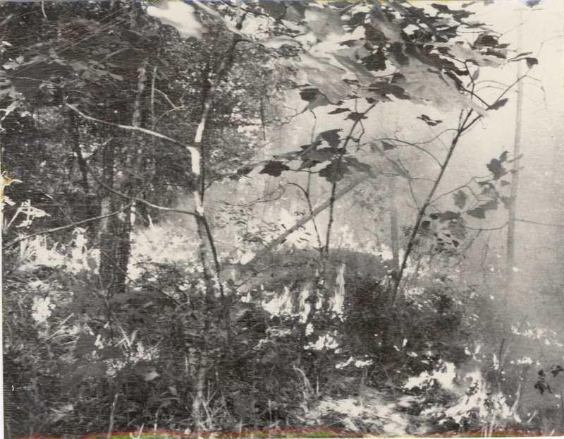 Mist is present through the forest floor.