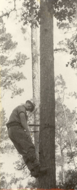 A person is strapped to a tree by the waist and standing on pegs in the tree.