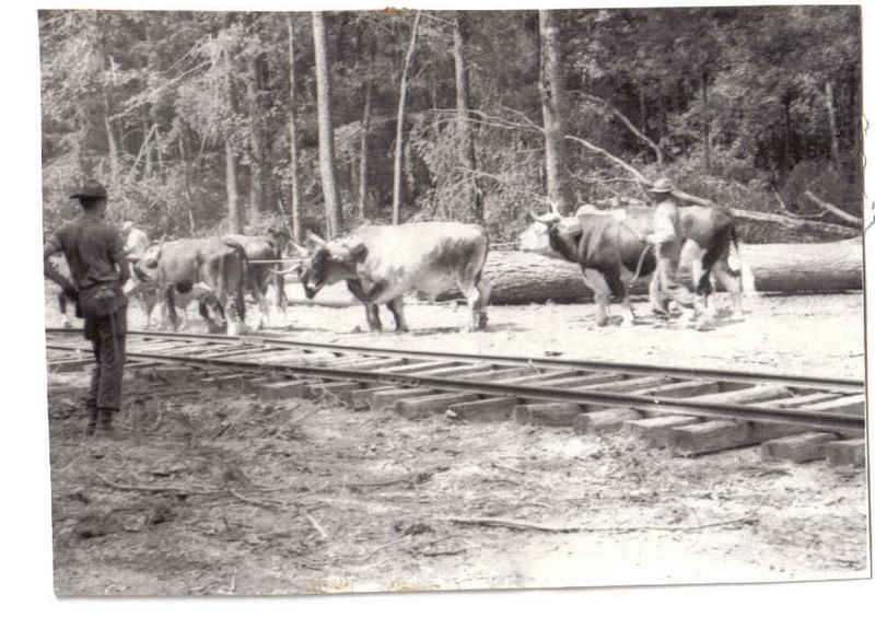 A person is standing on one side of the railroad tracks as a herd of cattle is moving on the other side of the tracks.