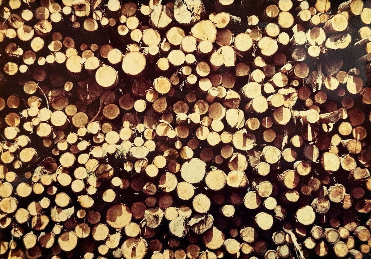 A huge pile of wooden logs stacked together. A huge pile of wooden logs stacked together.