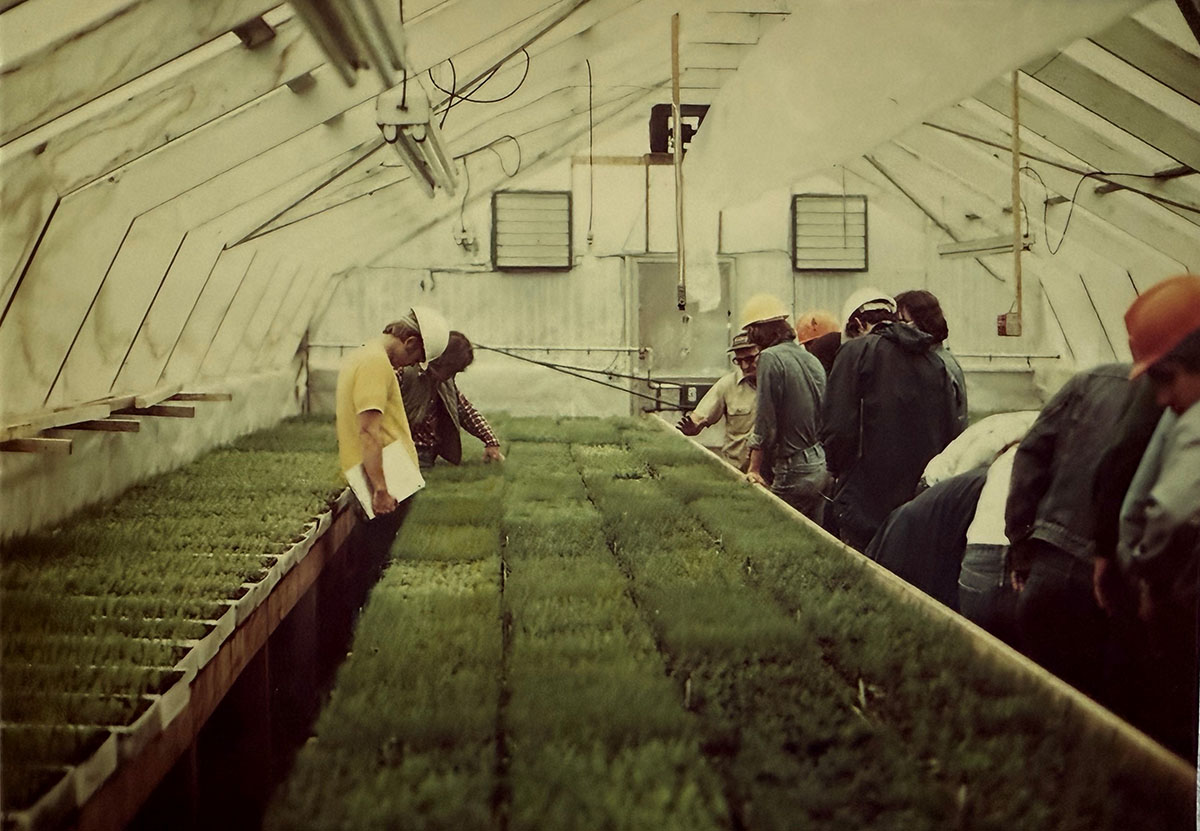 People are examining plants in a greenhouse. People are examining plants in a greenhouse.