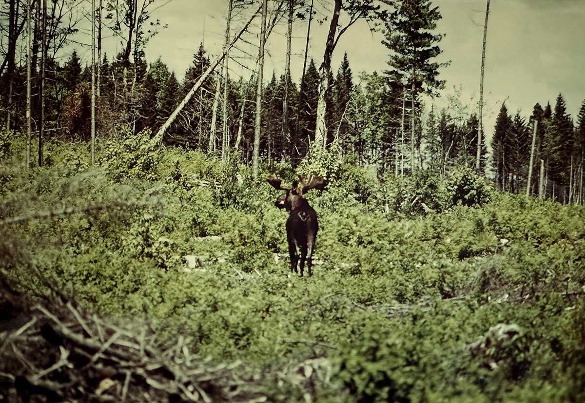 A large moose in the cut down forest area with large trees in the background. A large moose in the cut down forest area with large trees in the background.