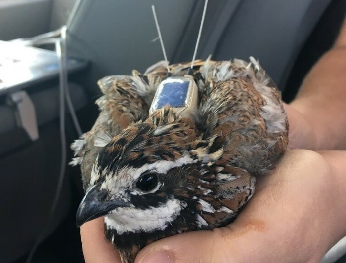 Quail with a tracking device. 