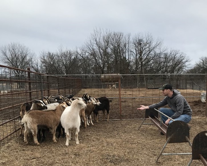 Man reaches out to a group of goats. 