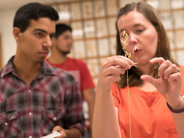 A woman explaining a strand of wheat to a student.
