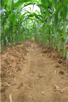 Carbon and nitrogen dynamics in organic matter fractions under varying management regimes.