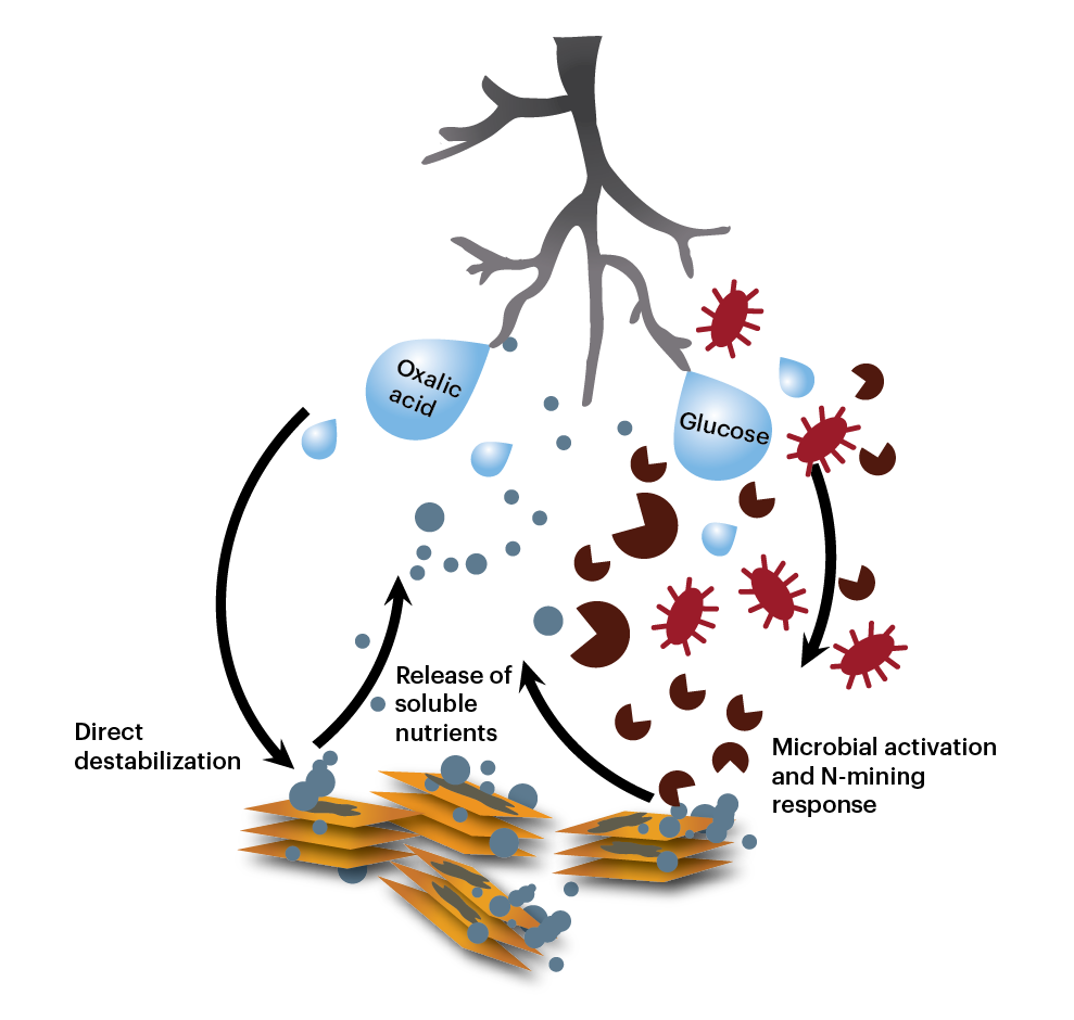 The role of plant-microbe-mineral interactions in the carbon and nitrogen cycles.