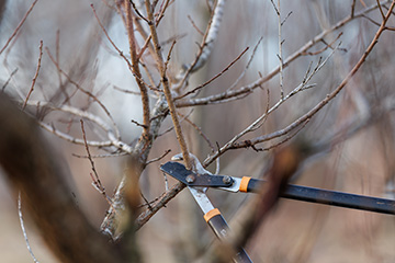 Spring landscape cleanup begins with smart pruning