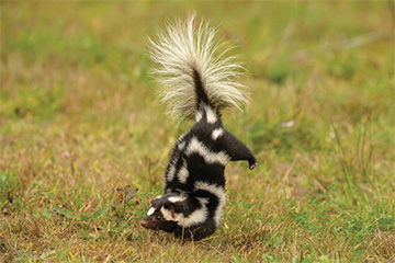 Handstands and Hidden Habits: Discovering Oklahoma’s elusive plains spotted skunk