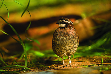 Conditions of the Covey: Researchers search for answer to quail population decline