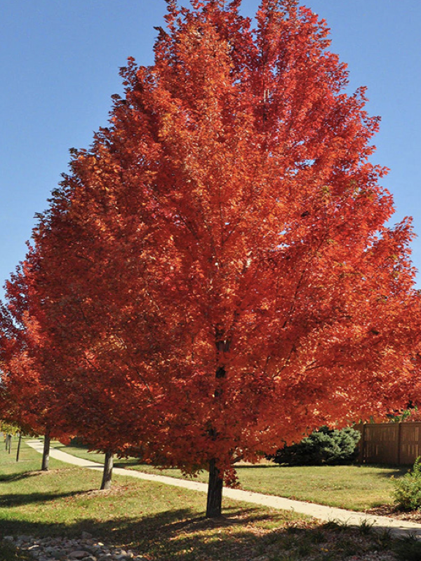 A tall tree covered in bright red autumn leaves stands beside a sidewalk on a sunny day, with a blue sky in the background and additional trees lining the path.