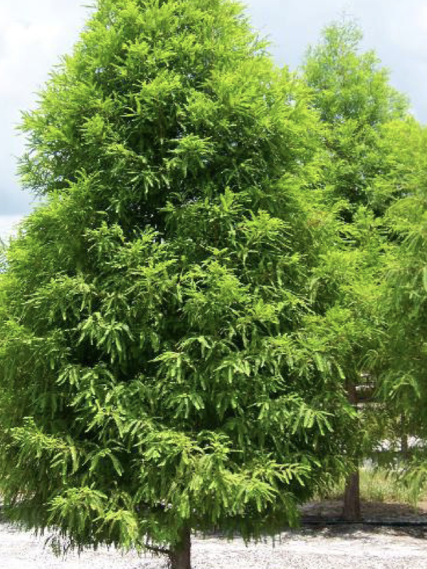 A tall, cone shaped tree with dense, bright green foliage stands in a sunny outdoor setting, with another similar tree visible in the background.