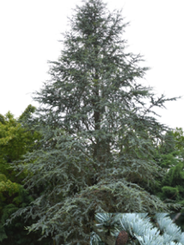 A tall, conical evergreen tree with dense, blue green needles stands outdoors among other trees, with its layered branches creating a textured, feathery appearance against a bright sky.