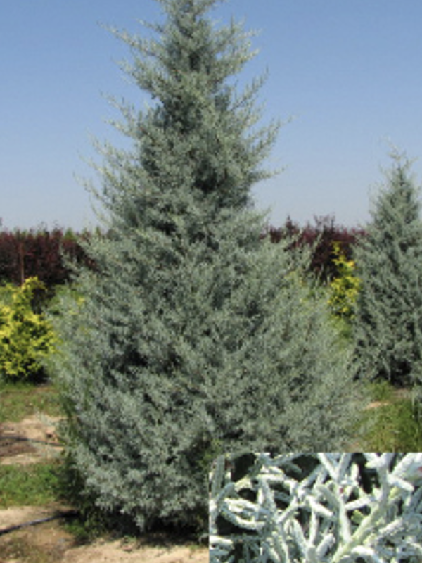A conical evergreen tree with dense, feathery branches covered in silvery blue green foliage stands in a sunny outdoor landscape. Additional evergreens grow nearby. A small inset at the bottom shows a close up of the tree’s fine, scale like leaves in a pale blue hue.