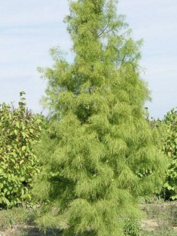 A slender, upright tree with soft, feathery light green foliage stands in a field among other young trees. Its airy branches create a loose, wispy texture from top to bottom under a bright sky.
