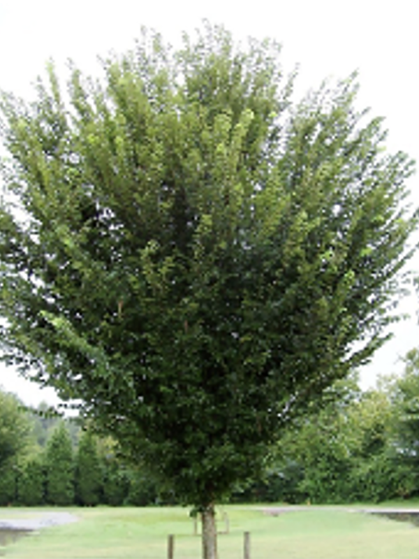 A medium sized deciduous tree with an upright, vase shaped canopy of dense green leaves stands in a grassy landscape. Its branches rise and flare outward toward the top, creating a symmetrical form against an overcast sky.