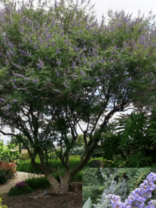 A multi stem ornamental tree with an airy, spreading canopy is covered in long, upright clusters of purple flowers. The tree stands in a landscaped garden with lush greenery and flowering plants around it. A small inset at the bottom shows a close up of the tree’s narrow leaves and lavender purple flower spikes.