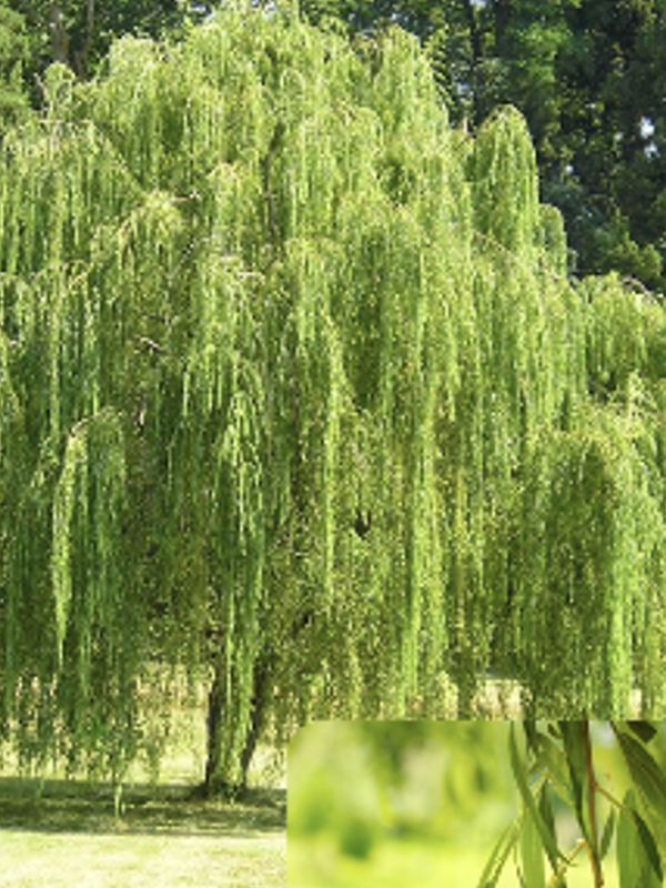 A large weeping willow tree with long, cascading branches covered in bright green leaves stands in a grassy area with taller trees in the background. The drooping foliage forms a flowing, curtain-like canopy. A small inset at the bottom shows a close up of the tree’s slender, narrow leaves.