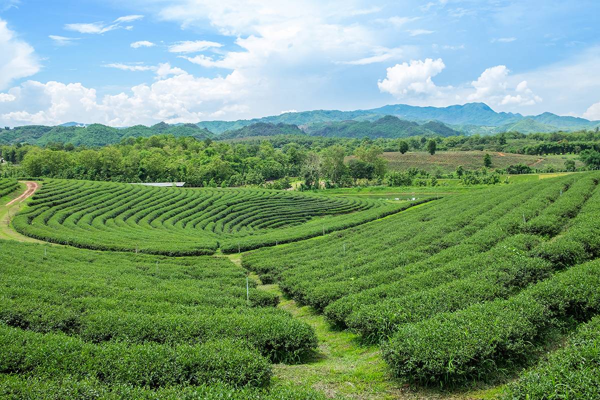 A lush green field in Thailand.